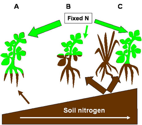 legume Nitrogen soil fertility diagram