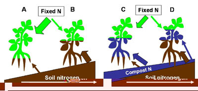legume Nitrogen soil fertility diagram