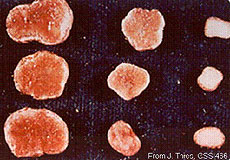 Cross-section of soybean