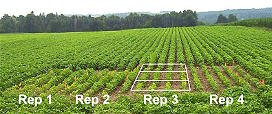 2004 soybean plots