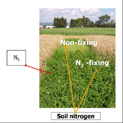 Figure 3 Soil N is higher