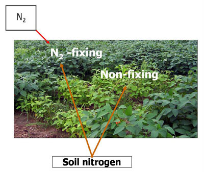 Figure 1 soybean mutant variety