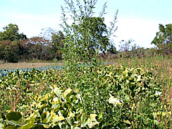 Common lambsquarters.