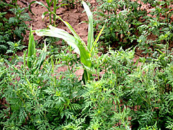 Common ragweed.