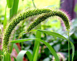Giant foxtail.