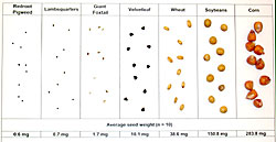 Crop seeds are generally bigger than weed seeds.