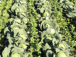 Cabbage interseeded with bell beans.