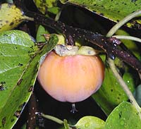 Persimmons