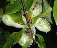 Pawpaw cluster