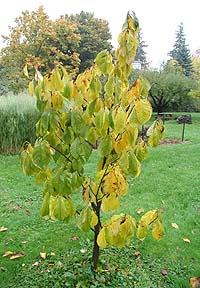 Young pawpaw tree