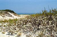 Beach plums in native habitat