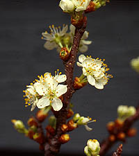 Beach plum flowers