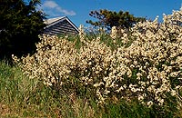 Beach plums in bloom