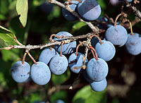 Beach plum fruit