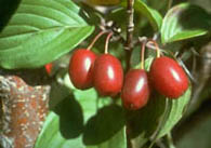 Cornelian cherry fruit