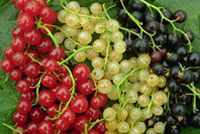 Currants