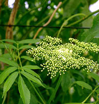 Elderberry Blossom