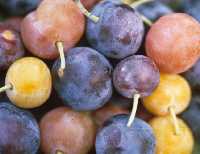 Beach plum fruit