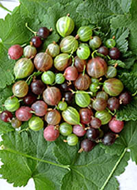 Gooseberries