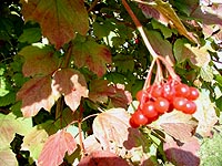 Highbush cranberries