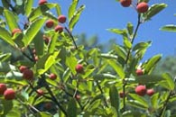 Juneberry fruit