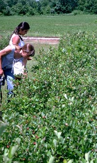 Juneberry harvest