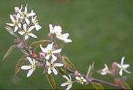 Juneberry blossoms