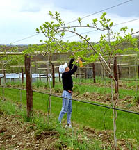 Kiwis on trellis