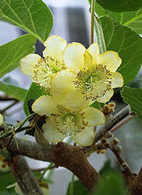 Kiwi flower