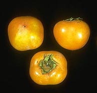 Persimmons