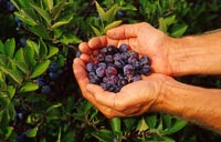 Beach plum fruit