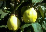 Quince fruit