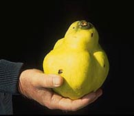 Quince fruit