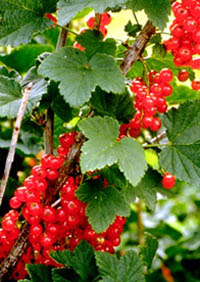 Red Currant