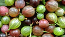 Gooseberries