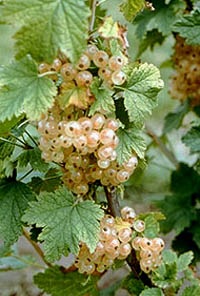 White Currant