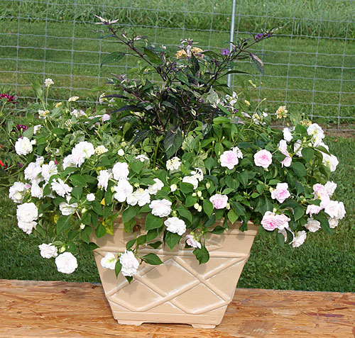 container contest entrant