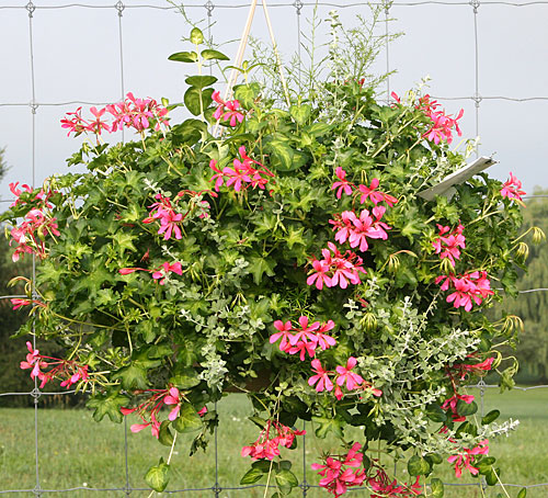 container contest entrant