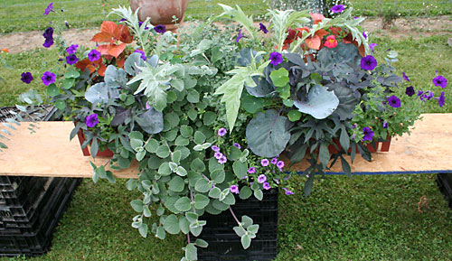 container contest entrant