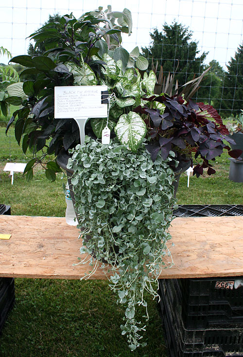 container contest entrant