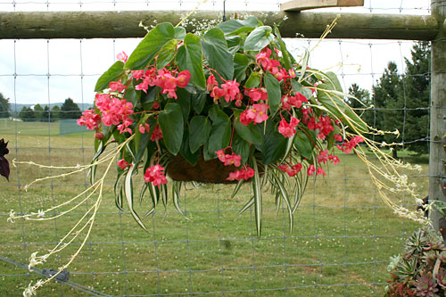 container contest entrant