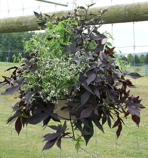 container contest entrant