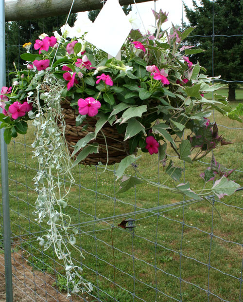 container contest entrant