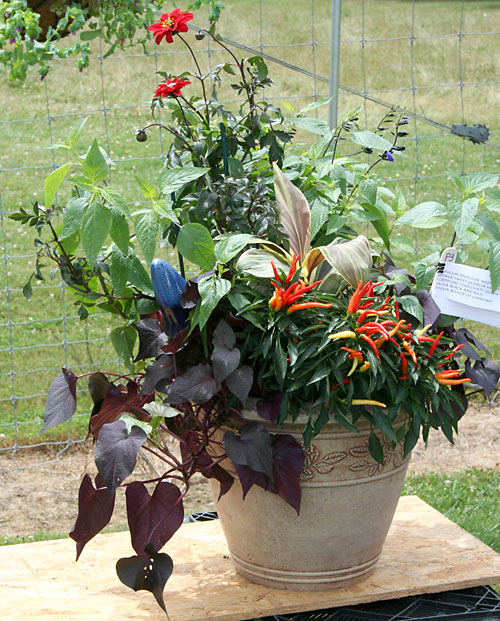 container contest entrant