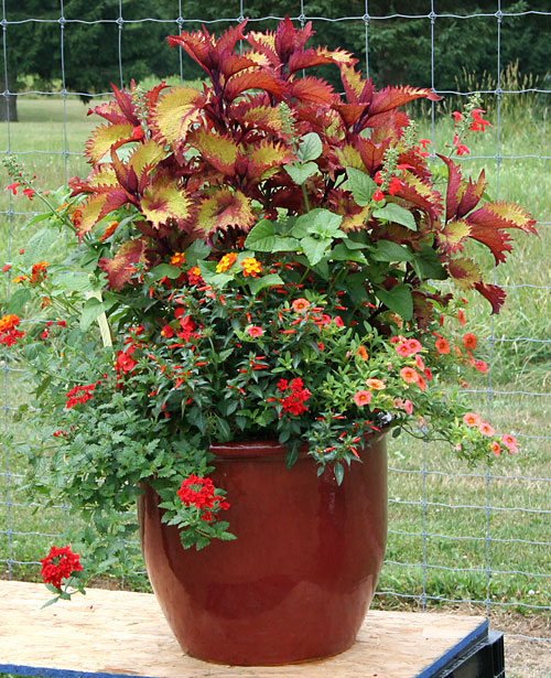 container contest entrant