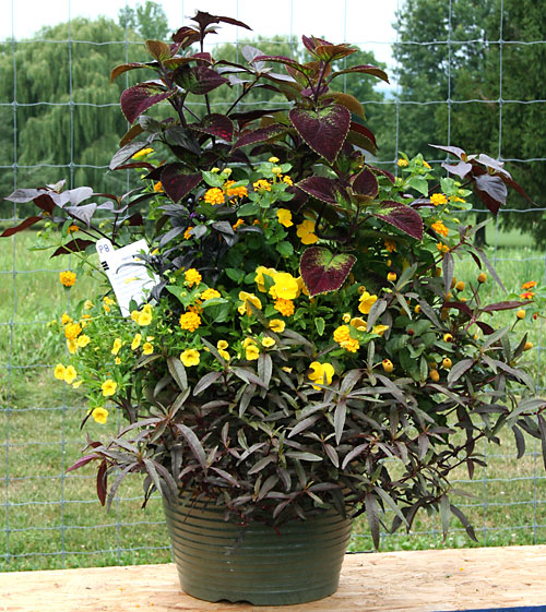 container contest entrant