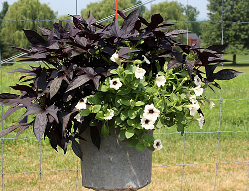 container contest entrant