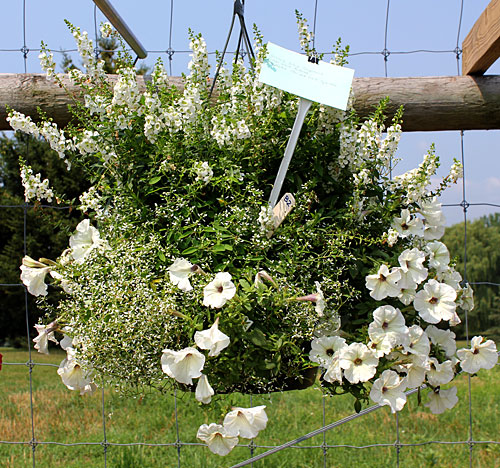 container contest entrant