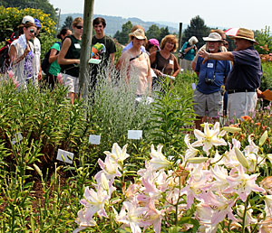 Walkabout with Mark Bridgen
