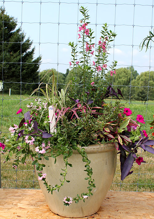 container contest entrant